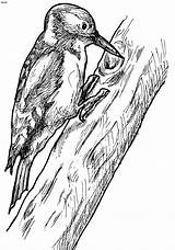 Woodpecker Coloring Pyrography Woodpeckers Bird sketch template