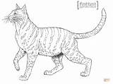 Coloring Pages Wildcat Andes Andean Mountain Printable Wild Cat Mountains Scottish Cats Kids Small Drawing Popular Categories sketch template