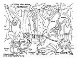 Coloring Animals Pages Rainforest Animal Printable Asian Kids Jungle Forest Tropical Asia Habitat Clipart Plants Rainforests Chameleon Lego Colouring Amazon sketch template