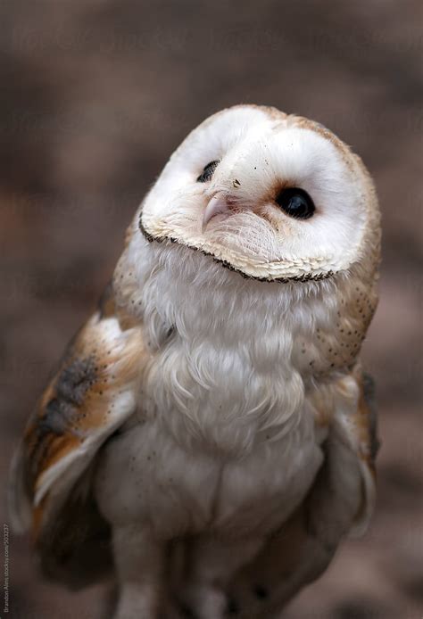 cute baby barn owl  stocksy contributor brandon alms stocksy
