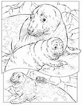 Coloring Seal Foca Pages Grey Leopard Colorear Para Geographic National Dibujo Kids Animals Colouring Ocean Gris Sea Dibujos Edupics Mandala sketch template