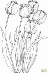 Tulips Supercoloring Colorier Tulipes sketch template