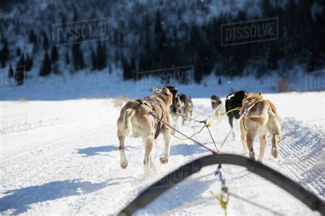rear view  sled dogs pulling sleigh  snow covered landscape stock