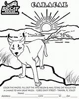 Coloring Pages Caracal Popular Library Clipart sketch template