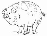Pig Coloring Pages Cartoon Pigs Draw Fat Toddlers Adults Cute Printable Drawing Color Piggy Book Head Animal Kids Pa Getdrawings sketch template