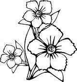 Coloring Pages Zinnia Flower Getcolorings sketch template