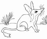 Bilby Australian Coloring Pages Animals Drawing Shepherd Brolga Cute Printable Outline Animal Bilbies Australia Adult Color Swamp Designlooter Drawings Getcolorings sketch template