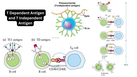 dependent antigen   independent antigen