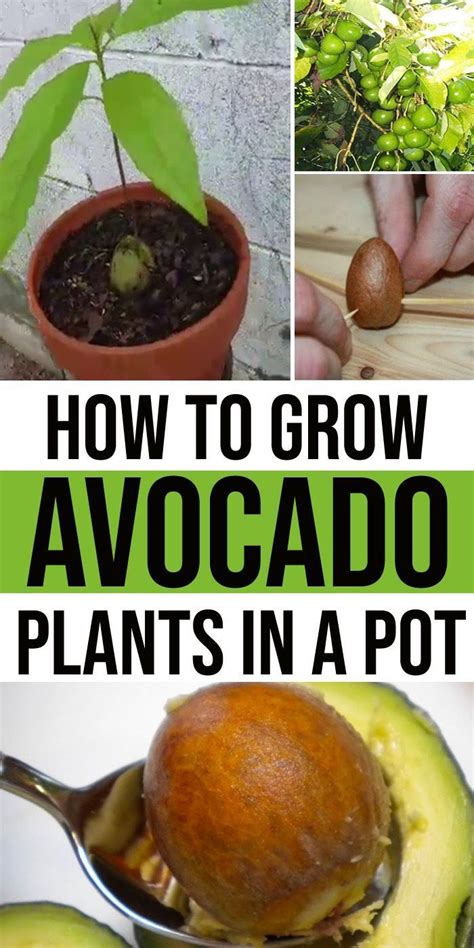 Wie Man Avocado Pflanzen In Einem Topf Anpflanzt – Easy Planting Guide