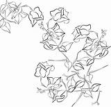 Bougainvillea Drawing Line Flower Bouganvillea Bugambilia Google Outline Search Easy Flores Drawings Getdrawings Acuarela Tablero Seleccionar May Painting Au Indian sketch template