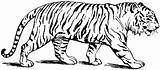 Tiger Coloring Outline Popular sketch template