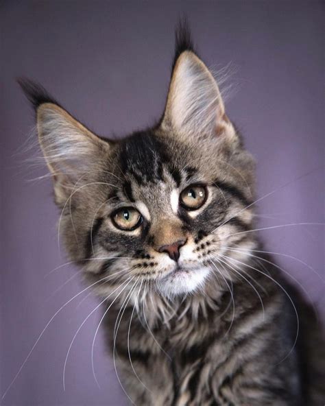 The Funniest Cats Cat Breeds Ear Tufts