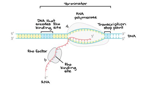 mechanism  transcription transcription mcat content