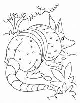 Anteater Coloringhome sketch template
