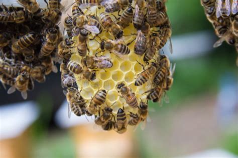 binnen de bijenkorf bijen die op een honingraat zitten stock foto image  hexagonaal