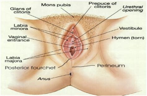 Different male technique for masturbation