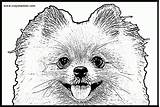 Pomeranian Pomeranians Crayon Coloringhome sketch template