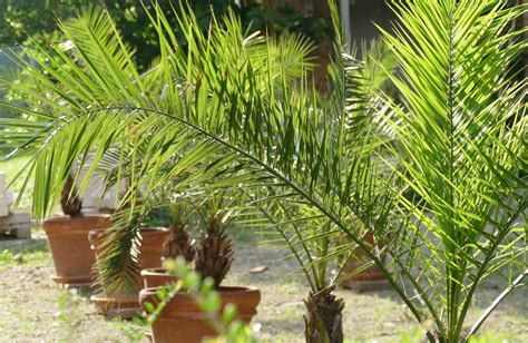 palmen duengen tipps zu zeitpunkt vorgehen plantura