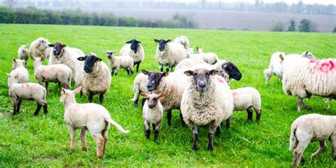 ni awareness event  highlight early symptoms  infectious sheep