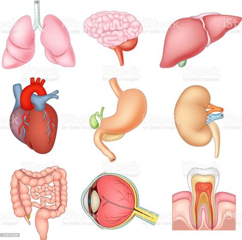 ilustración de dibujos animados órganos internos de anatomía