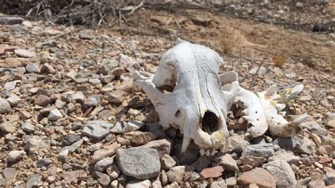 dead animals  dumped   desert  las vegas ksnv