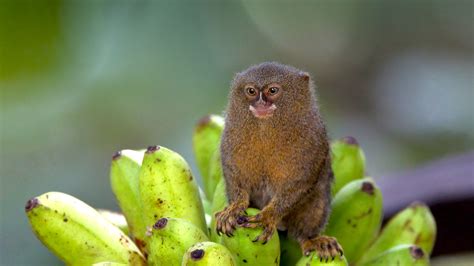 pygmy marmoset pet baby facts diet lifespan habitat