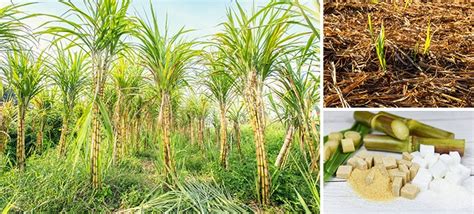 grow sugar cane backgardenorg