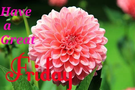 top  happy friday images pictures images greeting