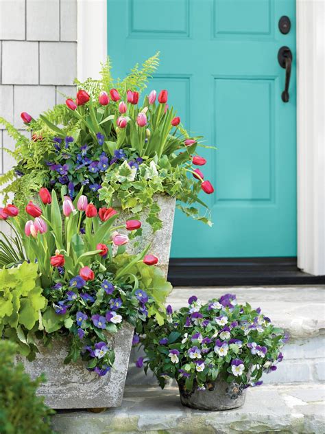 tulips pansies acorus heuchera ivy  fern porch planter ideas