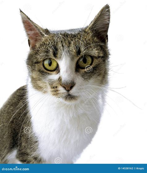 adult tabby cat stock photography image