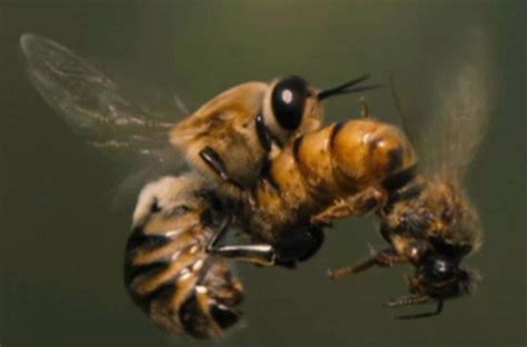 male honeybees inject queens with blinding toxins during sex