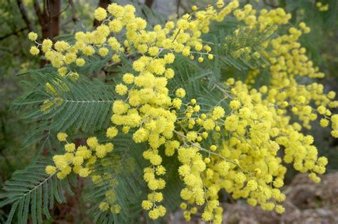 acacia dealbata mimosa caned forest plants  trees selling