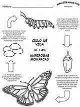 Mariposa Monarca Mariposas Monarcas Evaluación sketch template