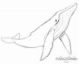 Whale Humpback Drawing Sketch Outline Deviantart Realistic Whales Drawings Animal Sketches Tattoo Getdrawings Simple Dolphin Draw Coloring Tail Wal Killer sketch template