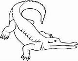 Reptile Reptiles Coloring Pages sketch template