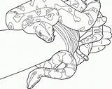Coloring Pages Anaconda Python Boa Constrictor Snake Furry Ball Color Getcolorings Getdrawings Popular Print Printable Designlooter Coloringhome sketch template