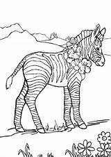 Zebra Pages Coloring Print Marty Clip Printable Baby Stripes Realistic Getcolorings Colouring Cartoons Color sketch template