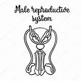 Reproductive Coloring Uterus Male sketch template