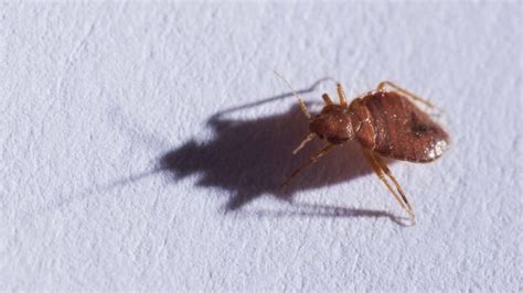 This City Has The Worst Bed Bug Infestation In America