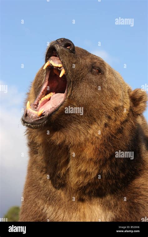 bear roar high resolution stock photography  images alamy