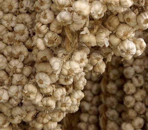 vegetable garlic center  agriculture food   environment  umass amherst