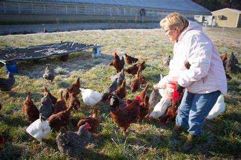 farm health  animal health  welfare knowledge hub poultry