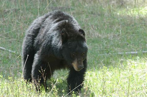 black bear  animals   wild wildlife photography  jim