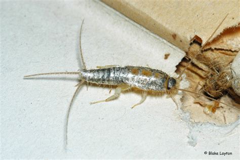 silverfish vol    mississippi state university extension service