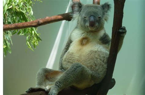 wilhelma  stuttgart das flugticket fuer die koalas ist noch nicht