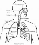 Lungs Respiratory Diagram System Human Drawing Lung Anatomy Body Trachea Kids Labeled Draw Patient Biology Labelled Larynx Google Located Where sketch template