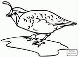 Quail Coloring Pages Clipart Bird California Outline Drawing Printable Kids Birds Getdrawings Clip Clipartmag Gambel School Cartoon Quails Children Library sketch template