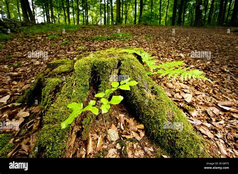 stumb   forest floor stock photo alamy