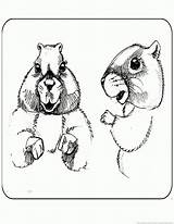Woodchuck Groundhog Coloring Pages Part sketch template