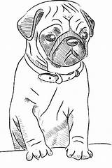 Colorare Carlino Disegno Pugs sketch template